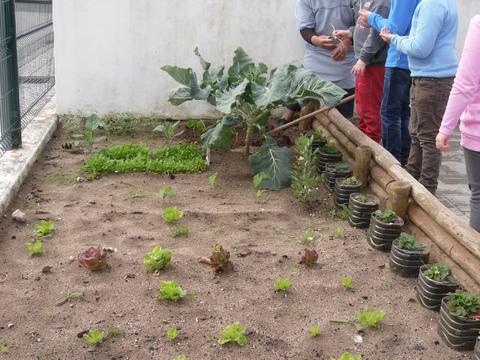 Plantar feijoeiros. Os meninos do 3º ano, da professora Rosário, plantaram feijoeiros em germinação, que utilizaram no estudo do meio.